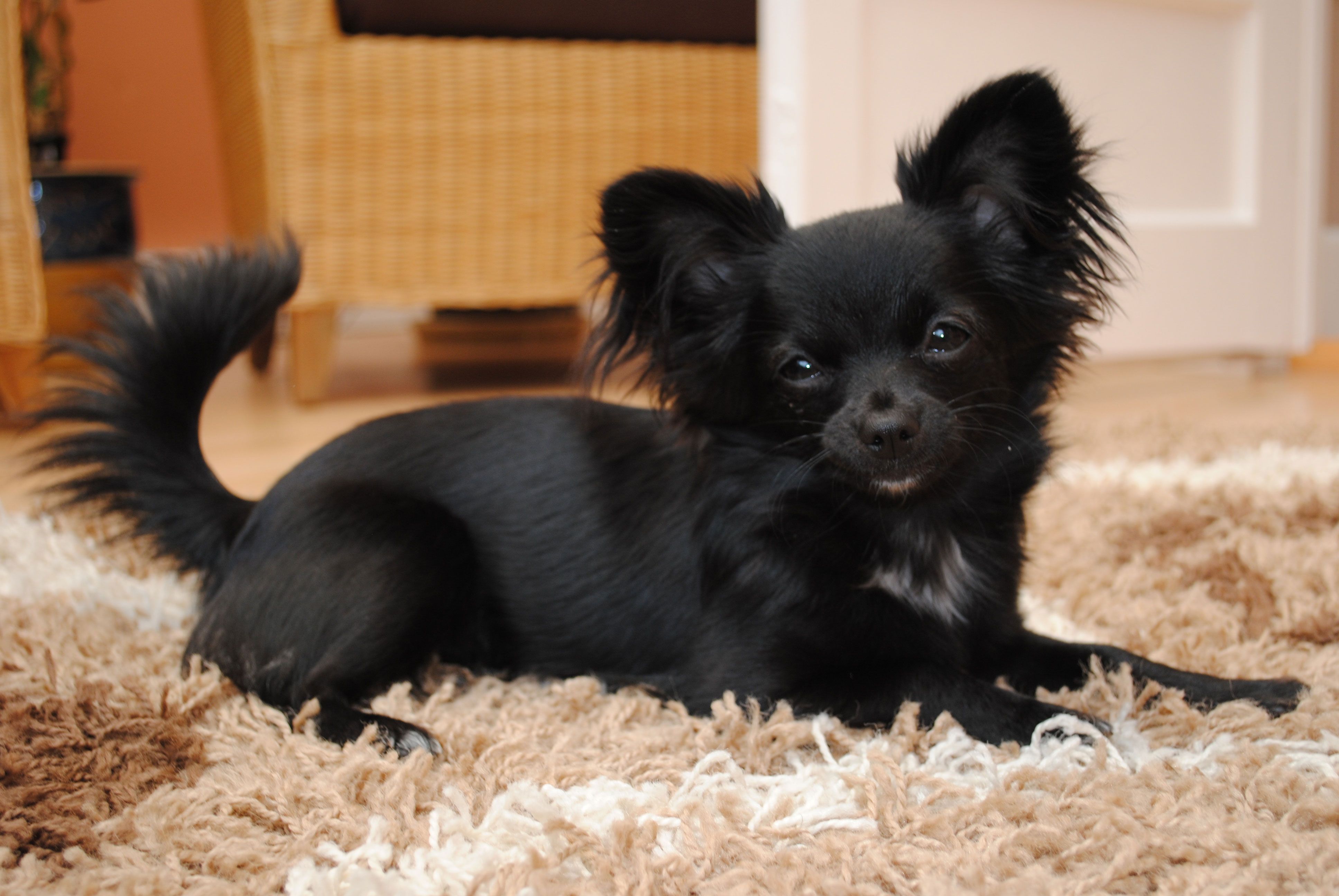 Featured image of post Black Long Haired Chihuahua Puppy