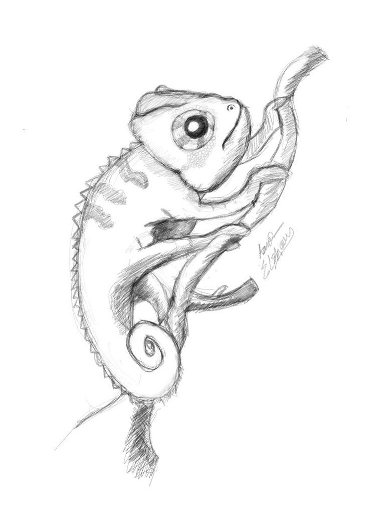 Featured image of post Chameleon Sketch