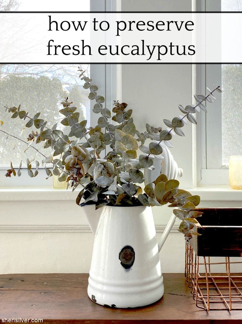 Featured image of post Do You Put Eucalyptus In Water