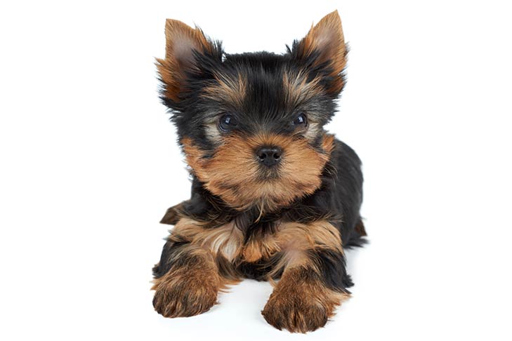 Featured image of post Pictures Of Yorkshire Terriers