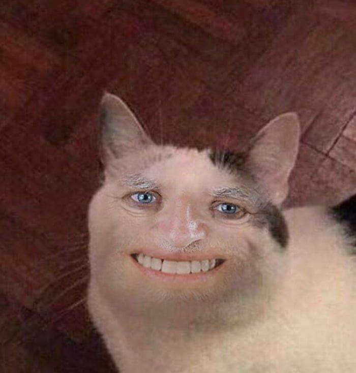 Featured image of post Super Funny Cat Faces