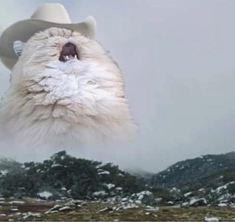 Featured image of post West Virginia Cat Meme Template